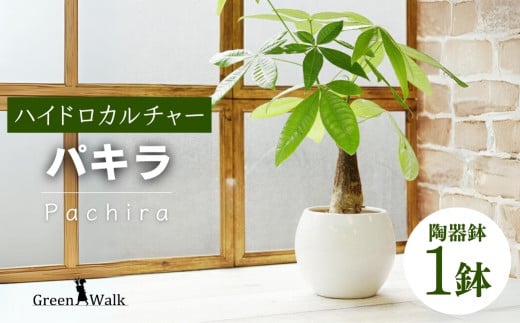 観葉植物 パキラ ピュアボウル ハイドロカルチャー 陶器 鉢植え