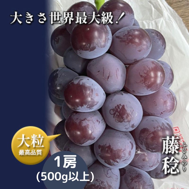 【ふるさと納税】【令和7年産予約】藤稔1房（500g以上）　 果物 フルーツ デザート 食後 産地直送 大粒 黒ブドウ 樹上完熟 　お届け：2025年8月上旬～下旬ごろ