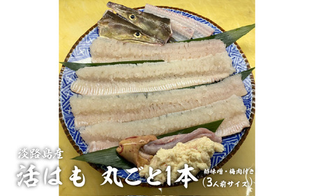 【先行予約】淡路島産活はも 丸ごと1本　3人前サイズ　酢味噌・梅肉付き　※2026年5月上旬より順次発送予定 / はも