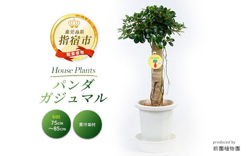 2026年1月中旬～発送【観葉植物】パンダガジュマル75cm～85cm(前園植物園/IB002-009) 南国鹿児島県で育った 観葉植物！植物 鉢付 インテリア 室内 オフィス おしゃれ プレゼント ギフト 開店祝い 移転祝い マイナスイオン【配送不可地域：北海道・沖縄県・離島】