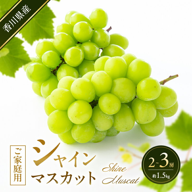 【ふるさと納税】シャインマスカット 【ご家庭用】 2～3房(約1.5kg) 葡萄 ぶどう ブドウ フルーツ 果物 くだもの 果実 旬の果物 旬のフルーツ 香川 香川県 東かがわ市　お届け：2026年8月25日～2026年10月10日