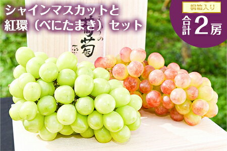 【ふるさと納税】《シャインマスカット入り》高級ぶどう 詰合せ 計2房（計1.6kg以上）桐箱入【2025年9月中旬頃〜10月下旬頃発送予定】 山形県産 2025年産 ／ お取り寄せ 特産 産地直送 果物 人気 フルーツ 葡萄 詰め合わせ 食べ比べ セット 東北 赤 ブドウ 紅環