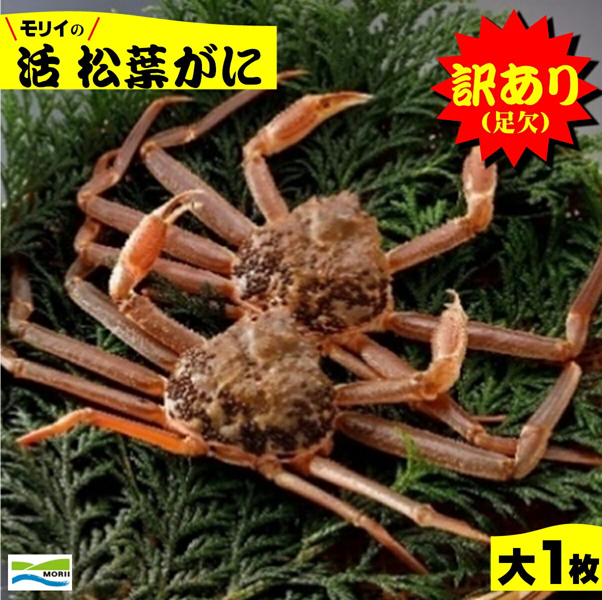 【ふるさと納税】先行予約【訳あり】鳥取県産 足欠け 活松葉がに（大1枚）冷蔵【24-070-001】モリイ食品【11月中旬～2月末の発送】