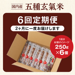 【隔月6回　定期便】国内産 五種玄氣米 250g×6個 1500g×6回_国内産 五種玄氣米 250g×6個 お届け回数 6回 玄米 ブレンド 雑穀米 もち赤米 うるち玄米 もち玄米 もち黒米 もち緑