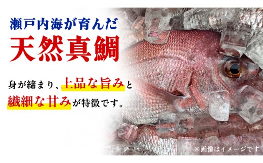 瀬戸内海産 小鯛のフィレ 3枚～5枚程度 ×10P (計30～50枚程度) 冷凍配送 天然 真鯛 生 加熱なし 三枚おろし 下処理不要 冷凍配送 国産 広島 送料無料 産地直送 お取り寄せ [OK39