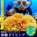 【ふるさと納税】ニモとお魚たちに会いに行こう！熱帯魚パラダイスボート体験ダイビング 1名様～2名様