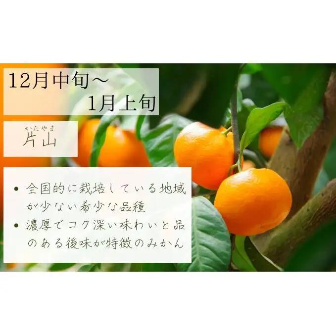 【2026年10月以降順次発送】日下みかん サイズ混合 2S～2L 5kg 秀品 果物類 柑橘類 フルーツ 農薬 有機肥料 光センサー 高品質 おいしい 