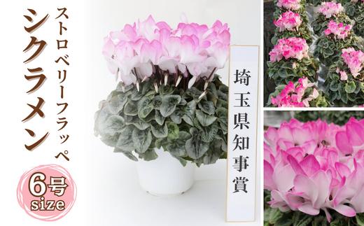 【期間限定】シクラメン ストロベリーフラッペ 6号鉢 1鉢 | 花 シクラメン 鉢植え 生花 ギフト フラワーギフト 贈答 園芸 ガーデニング 久喜市 埼玉県