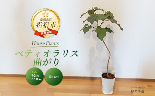 【観葉植物】ペティオラリス 曲がり 90cm～110cm(緑の中道/032-1980) 観葉植物 植物 鉢付 インテリア 室内 オフィス ペティオラリス おしゃれ プレゼント ギフト 開店祝い 移転祝い【配送不可地域：北海道・沖縄県・離島】