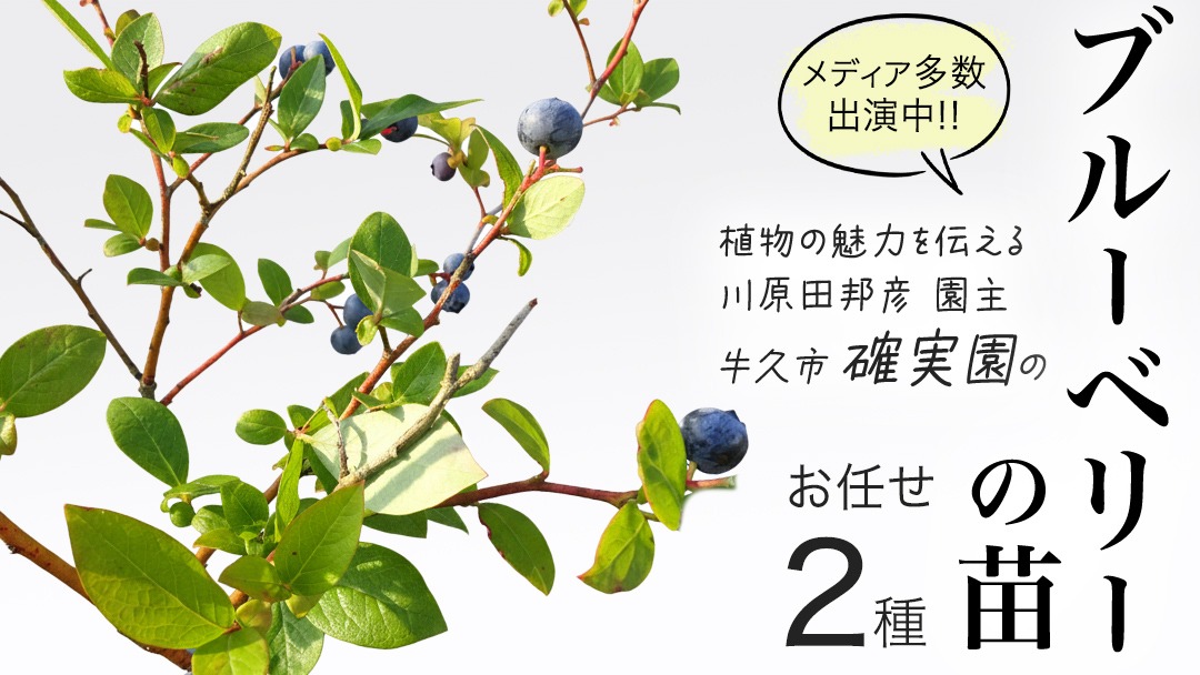 ブルーベリー の 苗 2品種セット （品種おまかせ） ラビットアイ系 ハイブッシュ系サザン サザンハイブッシュ系 苗 庭木 果樹 ガーデニング [BG013us]