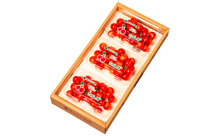 山形のさくらんぼ 大将錦 540g Lサイズ以上 (180g×3パック) 【令和8年産先行予約】FS25-017