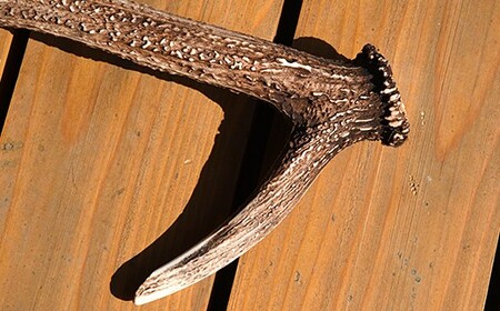 福島町産　エゾシカの角（中サイズ） FKB007