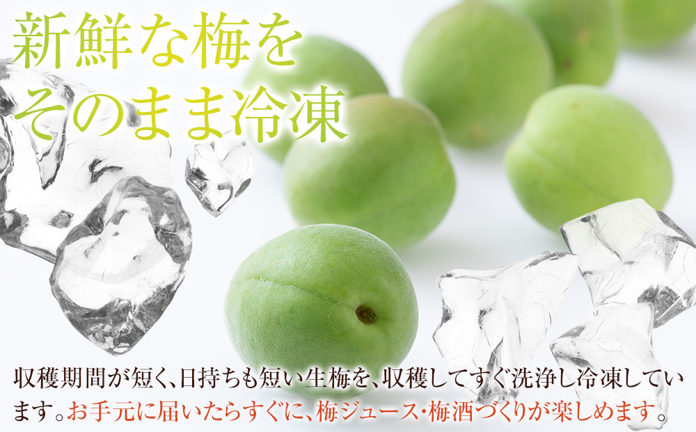 冷凍 紀州南高梅 青梅   約10kg   L～4Lサイズ混合 ご家庭用