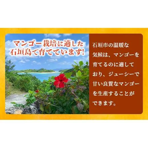 【先行予約】3Lサイズ 石垣島マンゴー 2玉約800g　TF-5-1_R8