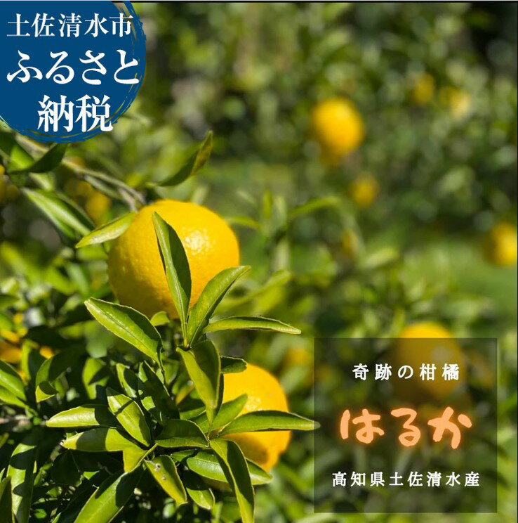 【ふるさと納税】＼令和8年1月発送／ はるか 4.5キロ 栽培期間中農薬不使用 ラクファーム 日向夏の偶発実生 みかん 蜜柑 ミカン 柑橘 かんきつ フルーツ オレンジ 果物 くだもの 果汁 甘い ジューシー 高知県 土佐清水市 送料無料 高知 18000円【R01586】