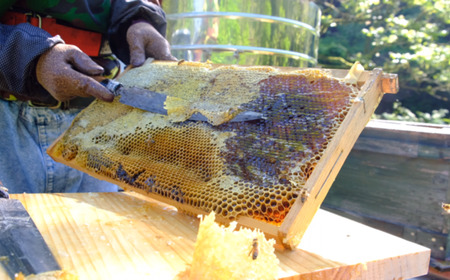 はちみつセット あかしあ＆桜 160g×2本 はちみつ はちみつ はちみつ はちみつ