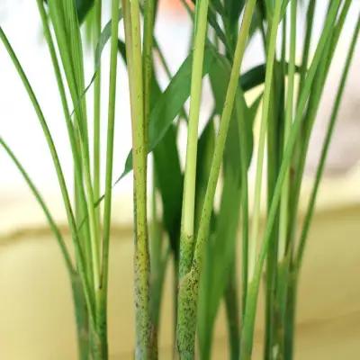 【観葉植物】アレカヤシ 8号 ブラウンバスケット鉢カバー 土の表面:ウッドチップ【観葉植物 インテリア 部屋 おしゃれ 福岡県 筑前町 送料無料 AG020】
