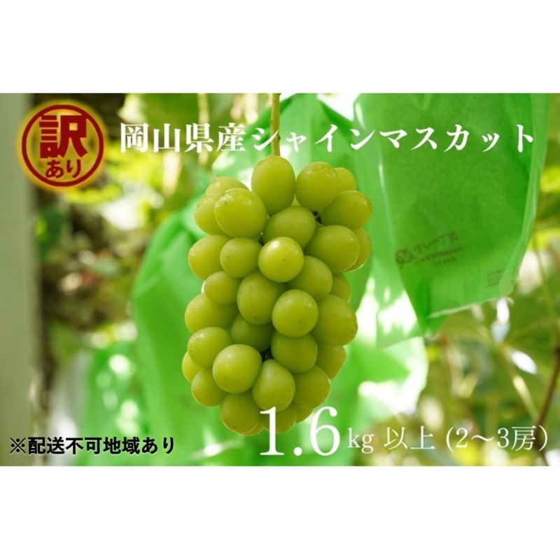 【ふるさと納税】訳あり シャインマスカット 2～3房 合計1.6kg以上 産地直送 朝採れ ぶどう 葡萄 シャイン マスカット 岡山 Kawahara Green Farm 2026年　お届け：2026年9月1日～2026年10月31日