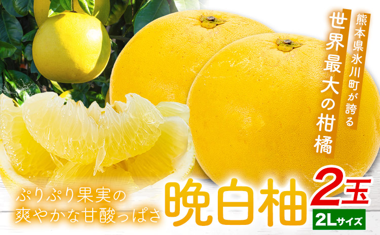 晩白柚 2玉 2Lサイズ ばんぺいゆ 熊本《1月上旬-1月末頃出荷》熊本県 氷川町 果物 フルーツ 熊本県産 晩白柚 ばんぺいゆ---hkw_kbtbpy_ac1_26_12000_2l2i---