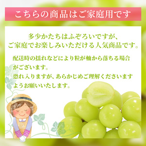 ぶどう 2024年 先行予約 ご家庭用 シャイン マスカット 2～3房 合計約1.2kg ブドウ 葡萄  岡山県産 国産 フルーツ 果物 ギフト