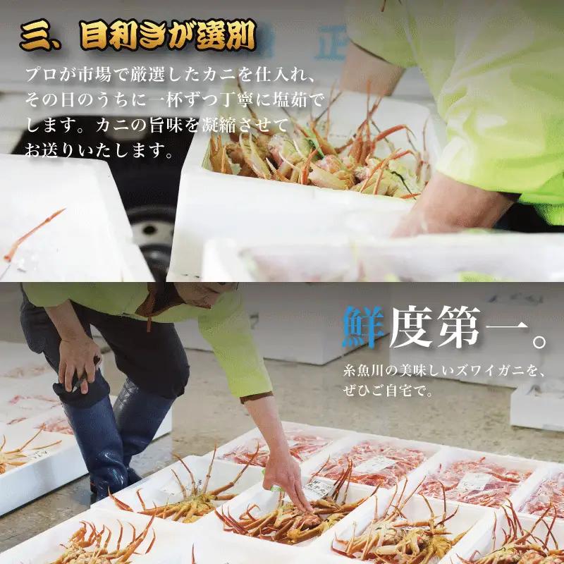 〈期間限定〉越後 本ズワイガニ 大 800g前後×2杯  姿 糸魚川産 浜茹で 鮮度が命！茹でたて直送 ギフトにも おススメ!! ずわいがに かに カニ 蟹 魚正 国産 日本海 新潟県 