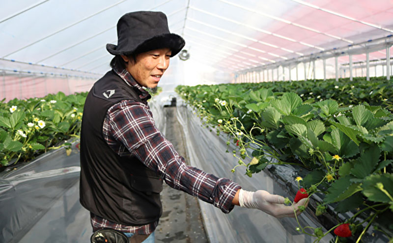 【2026年1月中旬出荷開始】【2回定期】いちご 古都華 約270g × 2パック フルーツ 果物 旬 産地直送 旬のフルーツ 旬の果物 お取り寄せ おやつ デザート 希少 ことか 苺 冷蔵 冷蔵配送