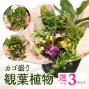 【ふるさと納税】【サイズが選べる】観葉植物 カゴ盛り 植物 おしゃれ オフィス 贈り物 贈答 おすすめ 誕生日 記念日 丸鉢 アレンジ ギフト カゴ盛り プレゼント インテリア 装飾 室内 観葉 育成 初心者 園芸 宮崎県 宮崎市 送料無料