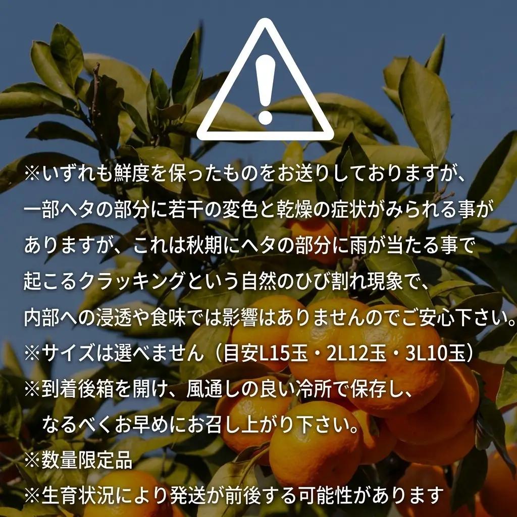 愛果28号 みかん 紅まどんな同品種 愛媛県産 愛果28号【約2.5kg】【先行予約】