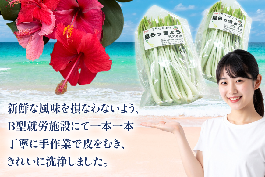 【期間限定発送】島らっきょう 生 皮むき 250g 4袋 計 1kg [ミュージアム 沖縄県 伊江村 ie47bde230011] 沖縄 おつまみ らっきょう 国産
