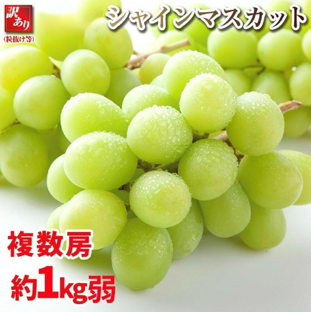 【ふるさと納税】【先行予約】 2026 シャインマスカット【訳あり粒抜け】 複数房　約1kg弱【10月初旬頃～順次発送予定】長野県産　国際特許有機肥料栽培 | フルーツ 果物 くだもの 食品 人気 おすすめ 送料無料