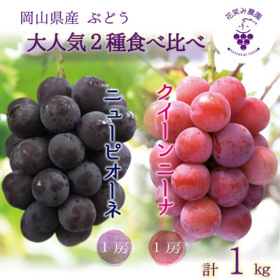 
            岡山　花笑み農園の『ニューピオーネ&クイーンニーナ』1kg(2房)　PQ-1＜9月中旬～順次発送＞【1629357】
          