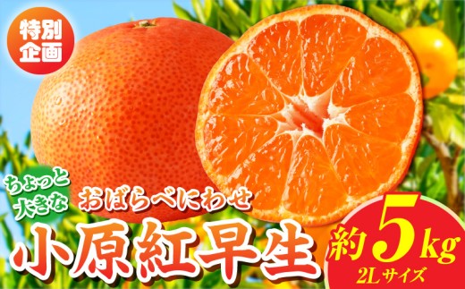 【先行受付】【特別企画】小原紅早生みかん「ちょっと大きな2Lサイズ」約5kg【香川県共通返礼品】 | 甘い みかん ミカン 柑橘 柑橘系 果物 フルーツ 青果 デザート グルメ おすすめ 贈答 贈り物 ギフト プレゼント 特産品 特産 取り寄せ ふるさと 果汁 人気 香川県 三木町 |_mk006-138