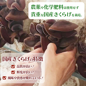 贈答用乾燥きくらげ 8g×5P ともちゃん農園 | 贈答用 乾燥 きくらげ 食物繊維 鉄分 カルシウム ビタミンD カリウム アミノ酸  高血圧予防 ふるさと 納税栃木県 那珂川町