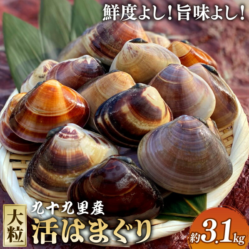 某TV番組で全国一位になった大粒活はまぐり　約3.1kg 九十九里産【配送不可地域：離島】
