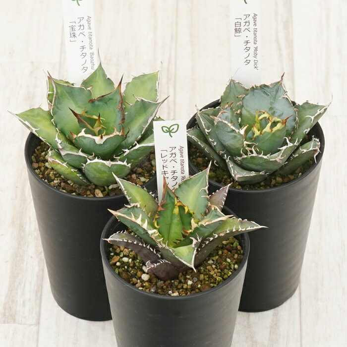 【ふるさと納税】多肉植物 インテリア アガベ チタノタ銘品3種 セット 3.5号鉢 白鯨 赤猫 宝珠 四国ガーデン 人気 観葉植物 グリーン リラックス 伊予市｜D53