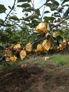 訳あり 鳥取県産 王秋 梨 5kg