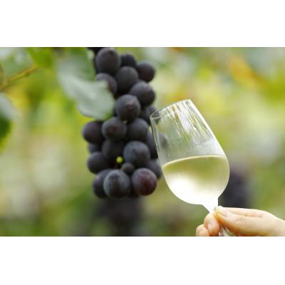 ふるさと納税 久留米市 田主丸町巨峰ワインとブルーベリーワインのセット |  | 02