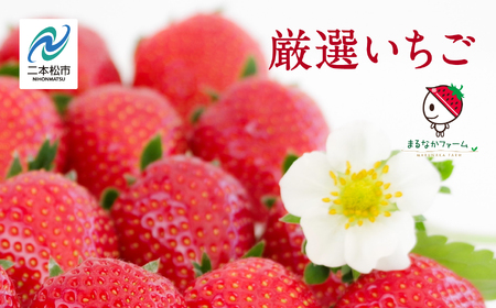 《2026年3月以降順次発送》大粒！完熟いちご2パック入り1箱 フルーツ 果物【まるなかファーム株式会社】