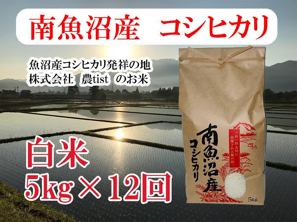 【令和8年産 新米】【定期便 南魚沼産】コシヒカリ 白米5kg×12回【定期便 銘柄米 ブランド米 精米 こしひかり コシヒカリ 魚沼産 新潟米 産地直送 お米 米 こめ コメ ご飯 御飯 ごはん】