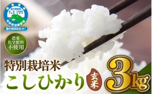 【令和7年産 】 特別栽培米コシヒカリ3kg 無農薬米 福井県認証区分1取得 越前町【白米】【3キロ お米 コメ 農薬化学肥料不使用 送料無料】 [e81-a003_01]