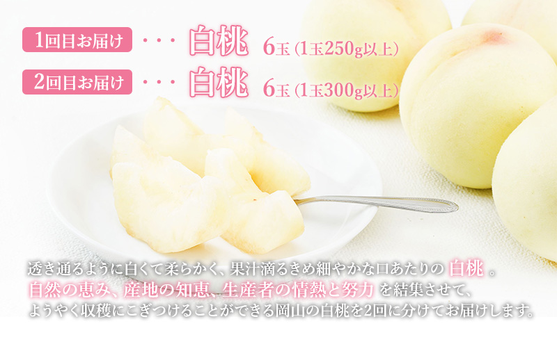 桃 定期便 2024年 先行予約 晴れの国 岡山 の 白桃 ×2回 お届け 1回目 白桃 6玉（1玉250g以上）／2回目 白桃 6玉（1玉300g以上） 化粧箱入り もも 岡山産 国産 フルーツ