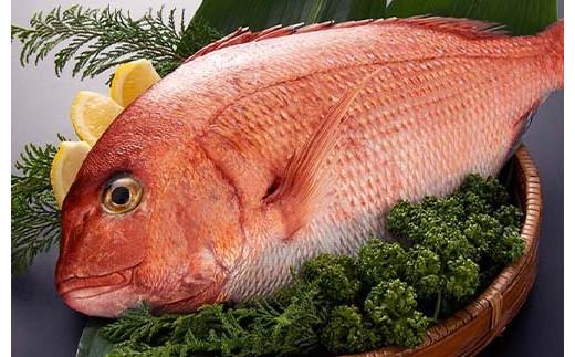 （冷蔵）驚く甘さ！ジューシーなブランド真鯛【３枚おろし・皮あり】 ／ はさま あなたに逢い鯛。 三重県 南伊勢町 伊勢志摩