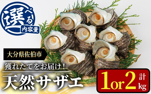 
                  ＜内容量が選べる＞ 天然 サザエ (計1kg・2kg) 活サザエ 魚介 貝 活 活き つぼ焼き 壺焼き バーベキュー BBQ 獲れたて 魚介類 海鮮 おつまみ 魚貝 栄螺 冷蔵 大分県 佐伯市【AS153・AS154】【海べ】
                