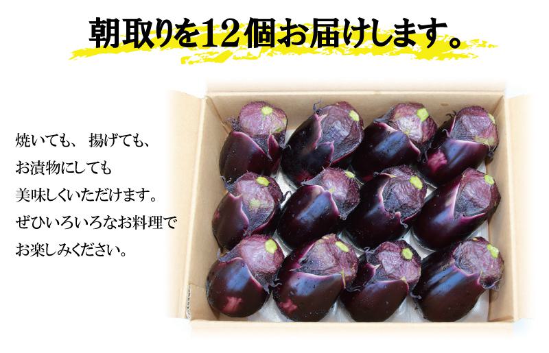 【お中元対応】泉州 泉佐野市産 ハウス水なす 12個【茄子 泉佐野産 とれたて 新鮮野菜 やさい 高評価】