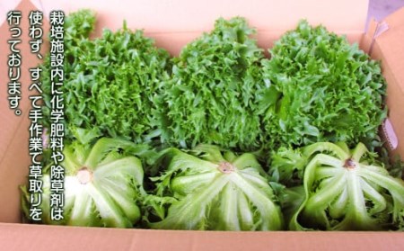 大分県産 フリルレタスちゃん 約4kg (10～12玉) 高原野菜 【2026年10月下旬まで順次発送予定】