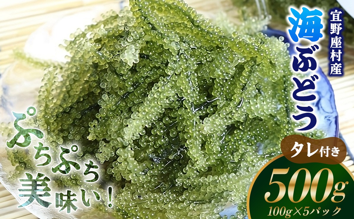 
                  【2026年発送】宜野座村の海ぶどう（100g×5パック） うみぶどう ウミブドウ ぷちぷち プチプチ グリーンキャビア クビレズタ シーグレープ はじける 弾ける 食感 爽やか 磯の香り 海藻 新鮮 酢の物 サラダ トッピング 海鮮丼 沖縄 宜野座村
                