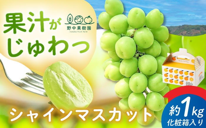 
                  シャインマスカット 約1kg (2房～3房) ＜2026年8月～発送＞長崎県/野中果樹園 [42AAAP006] 果物 フルーツ ぶどう 葡萄 白ぶどう シャイン しゃいんますかっと 旬 長崎
                
