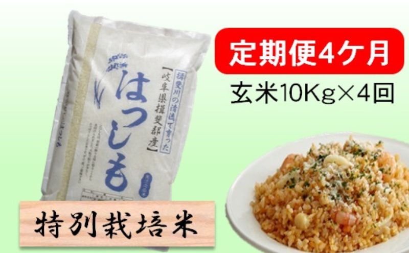 特別栽培米★[定期便] 4カ月★毎月 玄米10kg【ハツシモ】 お米 ブランド米 銘柄米 ご飯 アッサリ 幻のお米 大粒