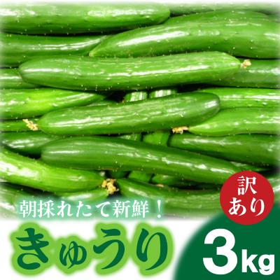 ふるさと納税 下関市 【2025年度発送】 きゅうり 訳あり 3kg 朝採れ 野菜 大容量 下関 山口 IM001-x