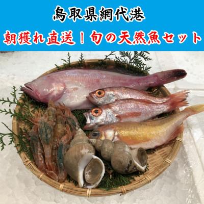 ふるさと納税 岩美町 鳥取網代港 朝獲れ直送!旬の天然魚セット【さかなや新鮮組】